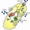 Buy Antibiotics online USA