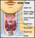 Buy Thyroid Pills  - Mexico Pharmacy